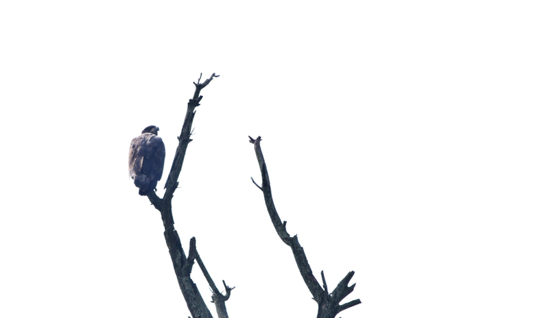 Illustration for article titled Juvenille Bald Eagles